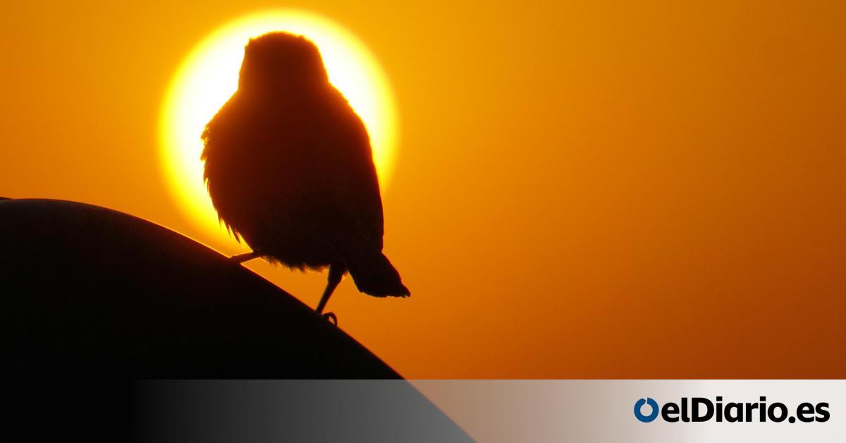 Birds Went Silent during the Great North American Eclipse -- Here's What Researchers Discovered