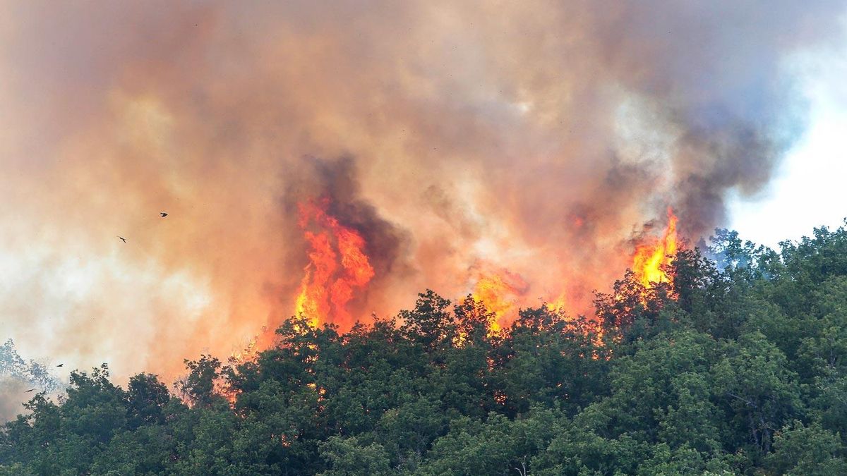 La Universidad de León desarrolla una IA que predice a diario el riesgo de incendios en Castilla y León