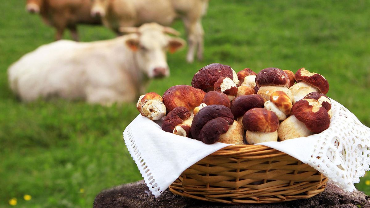 Agroturismo en el Valle de Baztan
