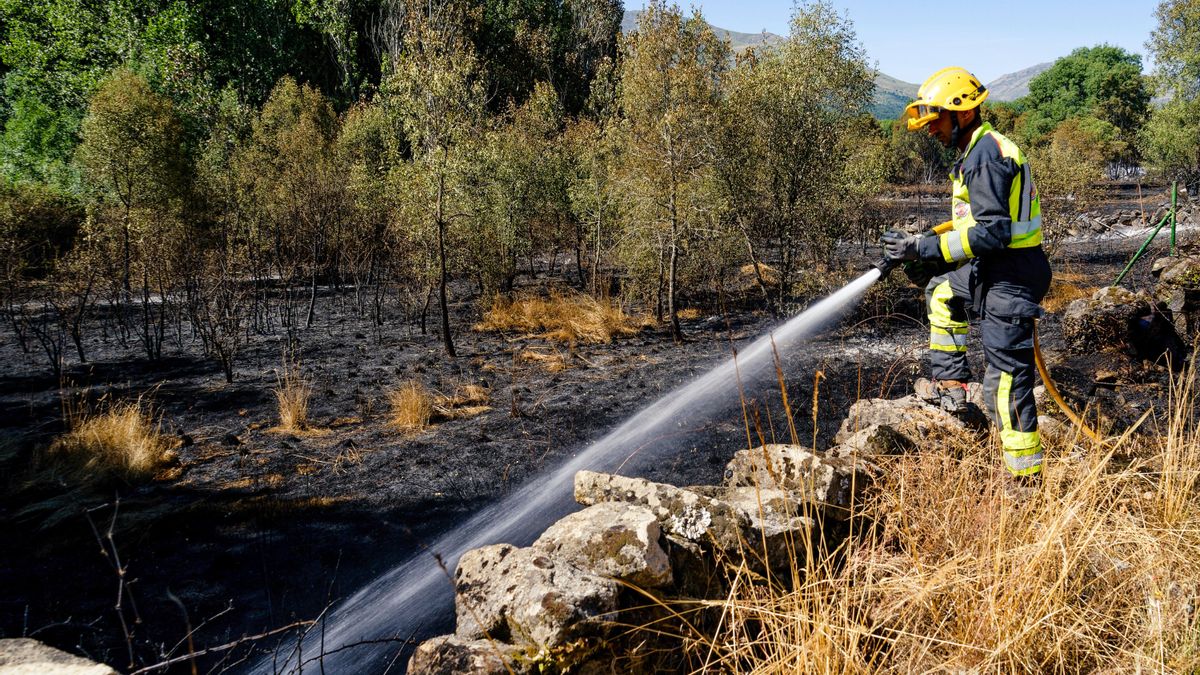 Efectivos de Bomberos luchan contra las llamas del incendio forestal declarado en el término municipal de Navaluenga (Ávila), este sábado.