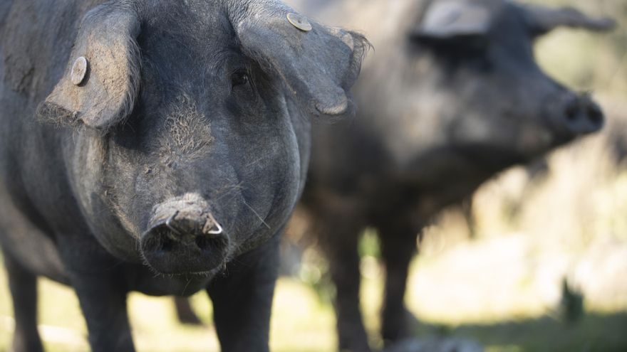La ganadería extensiva se reivindica como trinchera de la dignidad del mundo rural: "Aquí no hay trampa ni cartón"