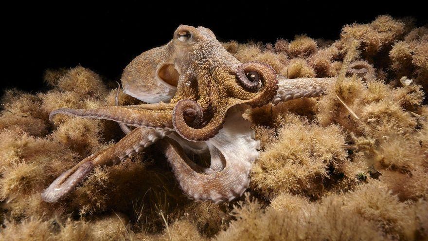 Un pulpo de Ibiza duplica un tentáculo herido y utiliza los dos de forma independiente