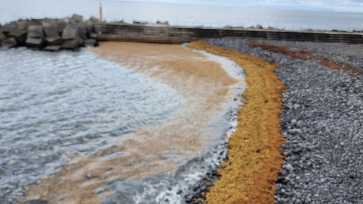 Sargazos,  este lunes, en la zona norte de la playa de Santa Cruz de La Palma.