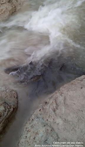 Cardumen pequeño de pez diablo (Pterygoplichthys pardalis), ubicado en la Presa Don Martín, en Coahuila