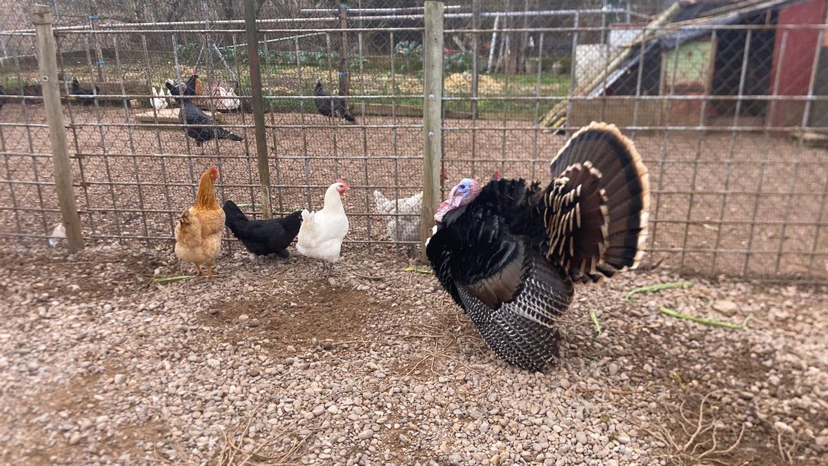 Ricardo y Mercedes también crian otras aves y animales