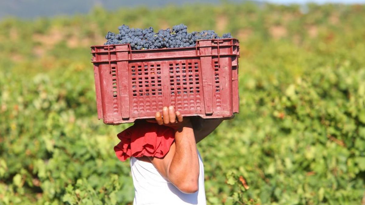 Las DO Bierzo y León cerraron sus vendimias con producciones en el entorno de los últimos años