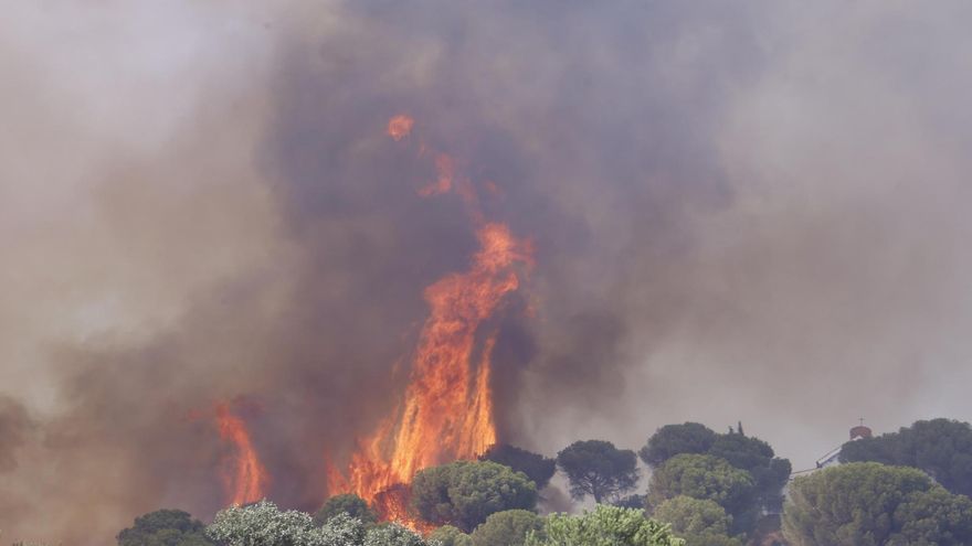 Una llama de fuego en uno de los incendios de este mes de julio en la provincia de Ávila.