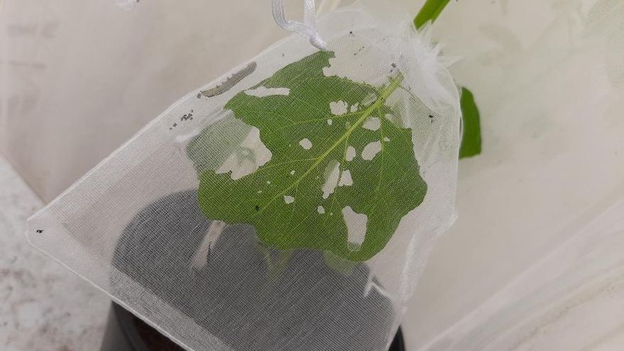 Las plantas de patata y de algodón se comunican daños por larvas de polilla pero no los de dos patógenos frecuentes