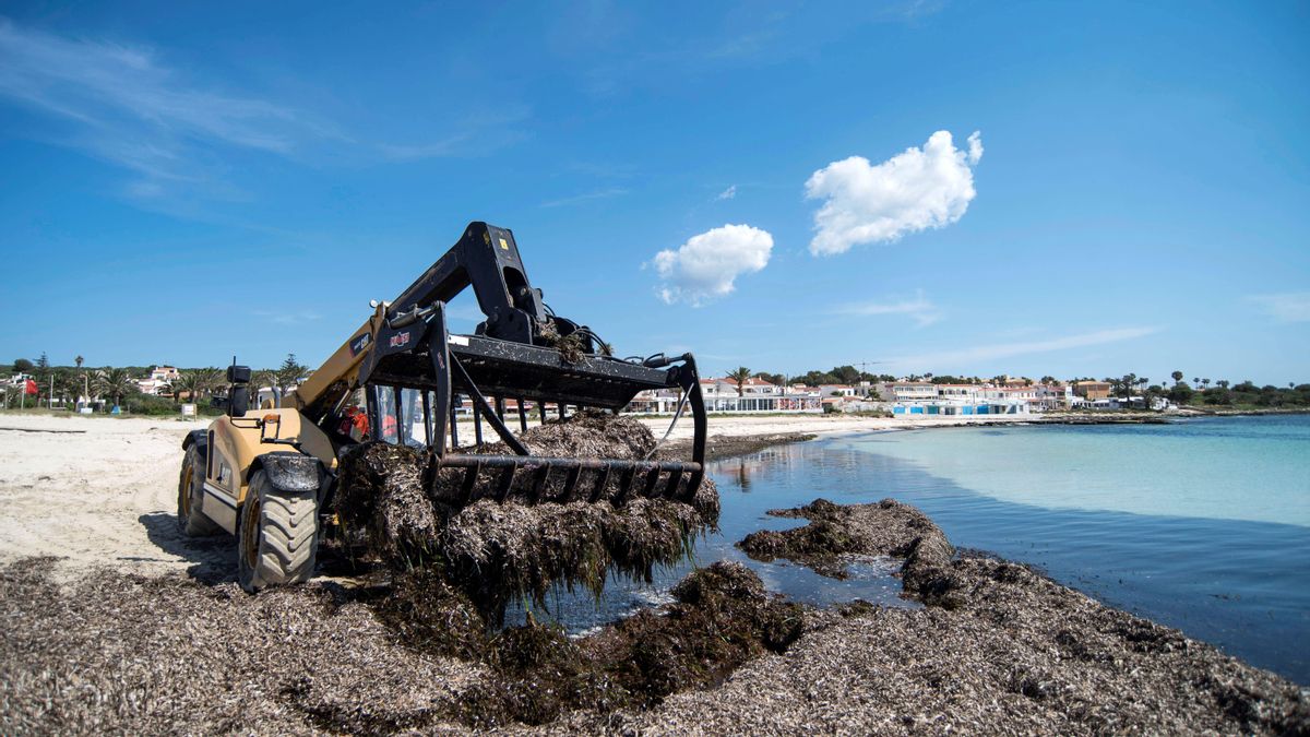 Operarios del Ayuntamiento de Sant Lluís eliminan la Posidonia de la orilla de la playa de Punta Prima.