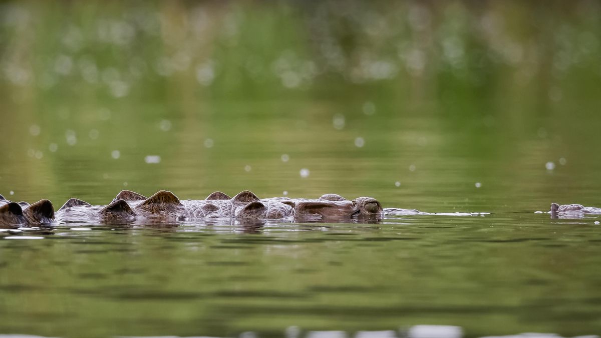 Descubren una nueva especie de cocodrilo prehistórico y su nombre se debe a uno de nuestros antepasados más famosos
