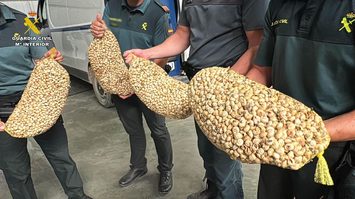 Carocoles incautados para la venta ilegal