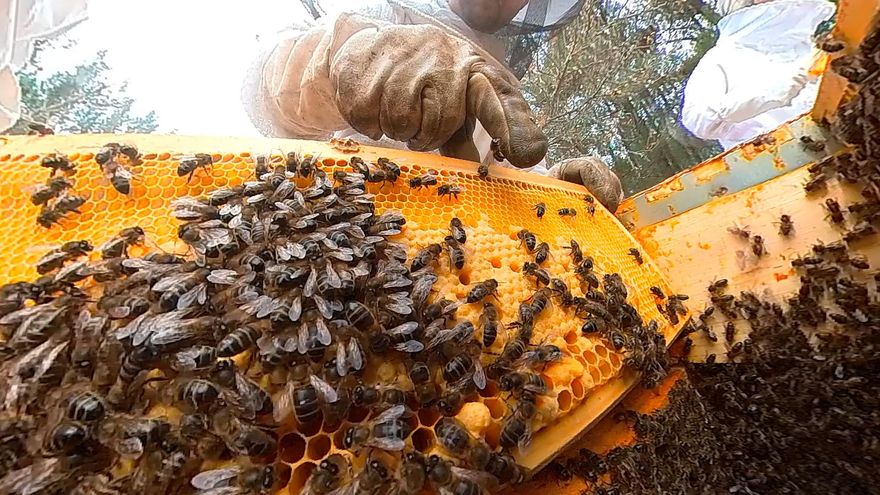 Experiencias con las abejas: cuatro destinos para disfrutar del apiturismo