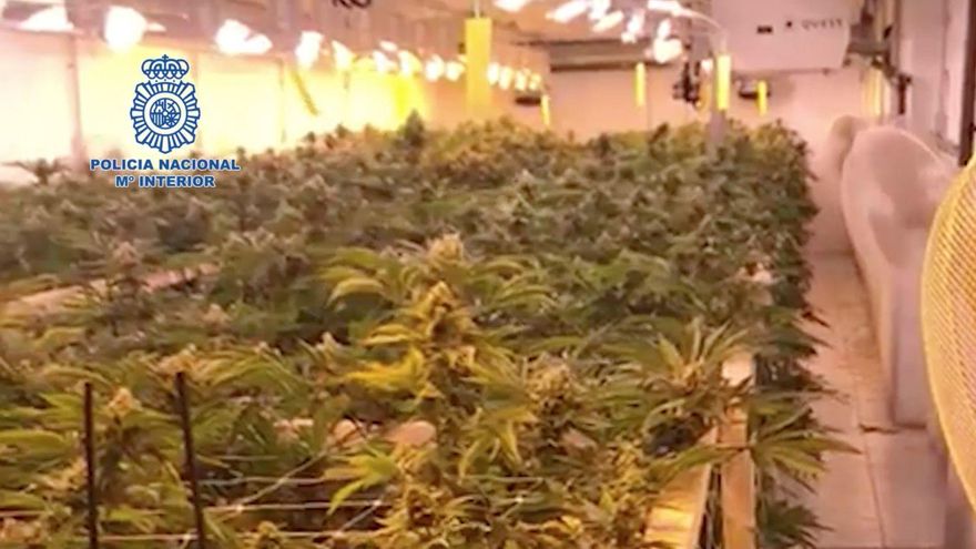Desmantelada en Tenerife una importante plantación de marihuana, con más de 190 kilos de plantas requisados