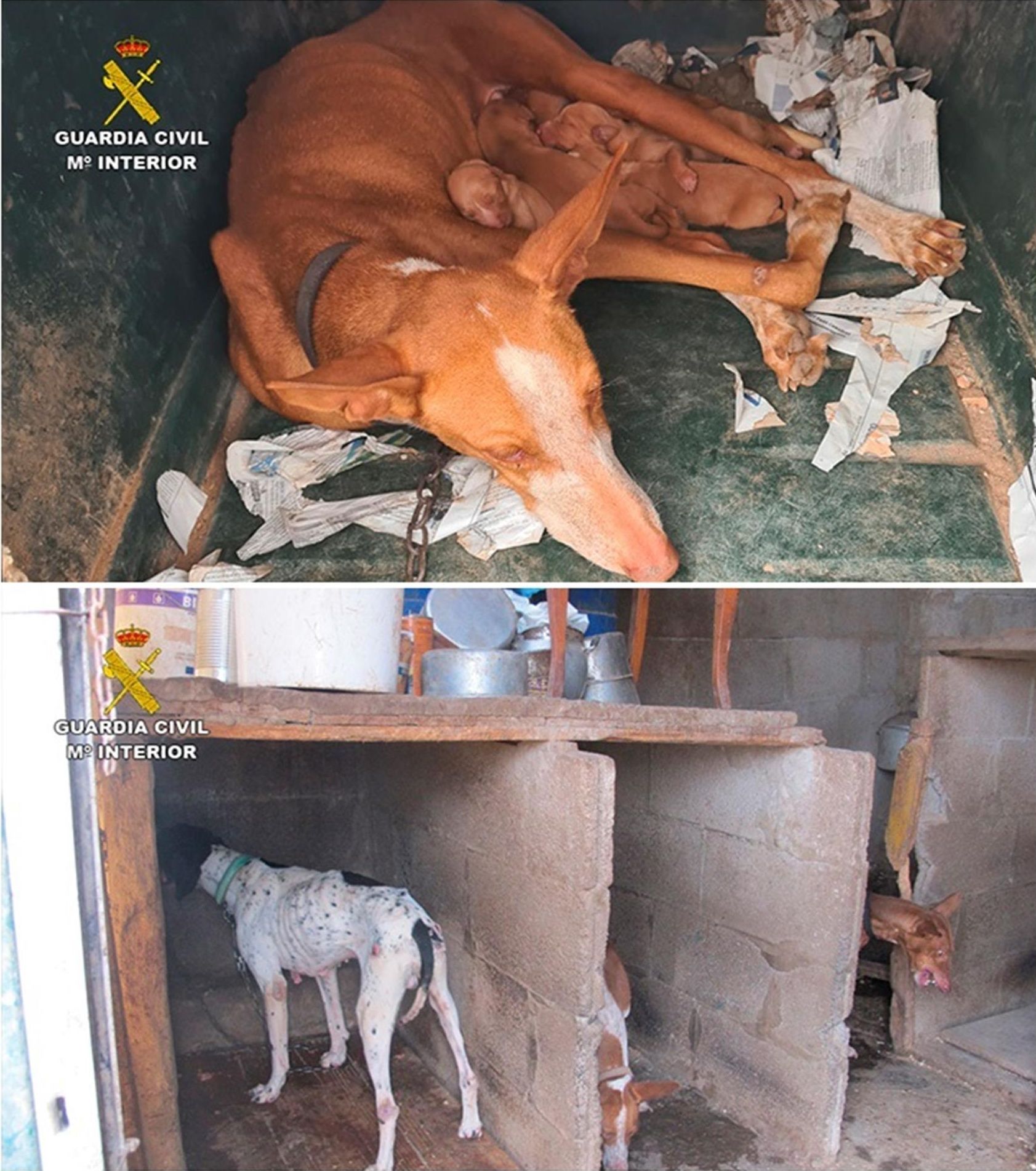 Estado en que se encontraban los animales rescatados en Gran Canaria