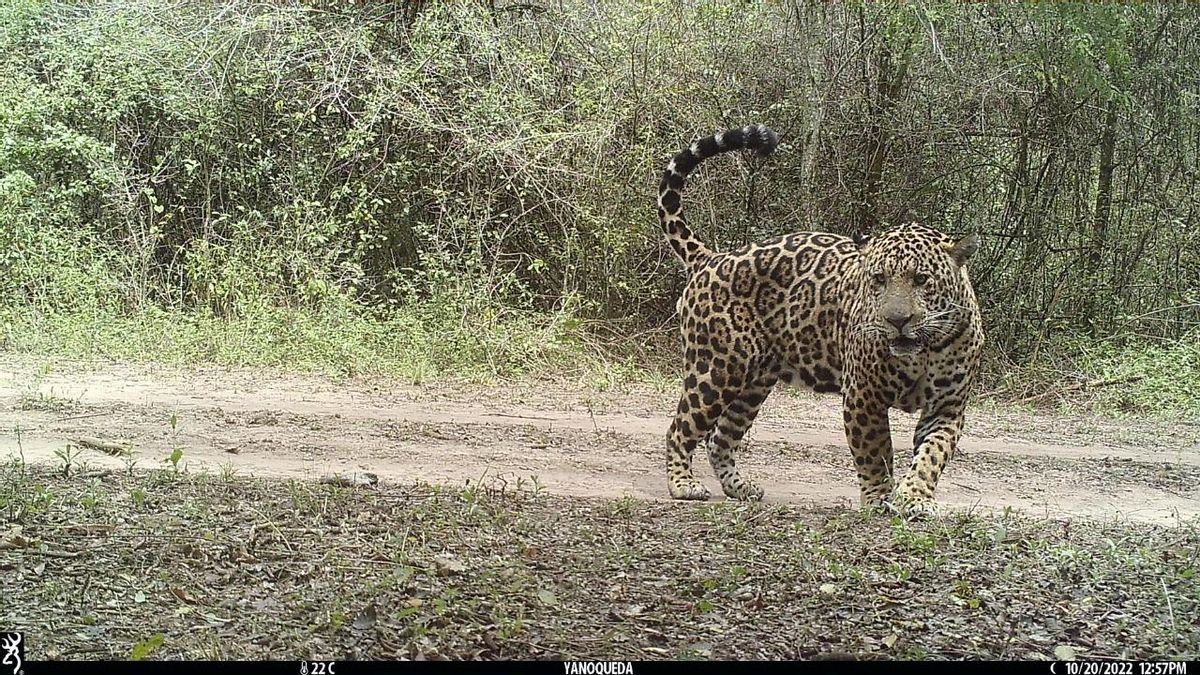 Tres tipos de ganadería avanzan sobre el hábitat del jaguar en el bosque seco de Sudamérica | ESTUDIO
