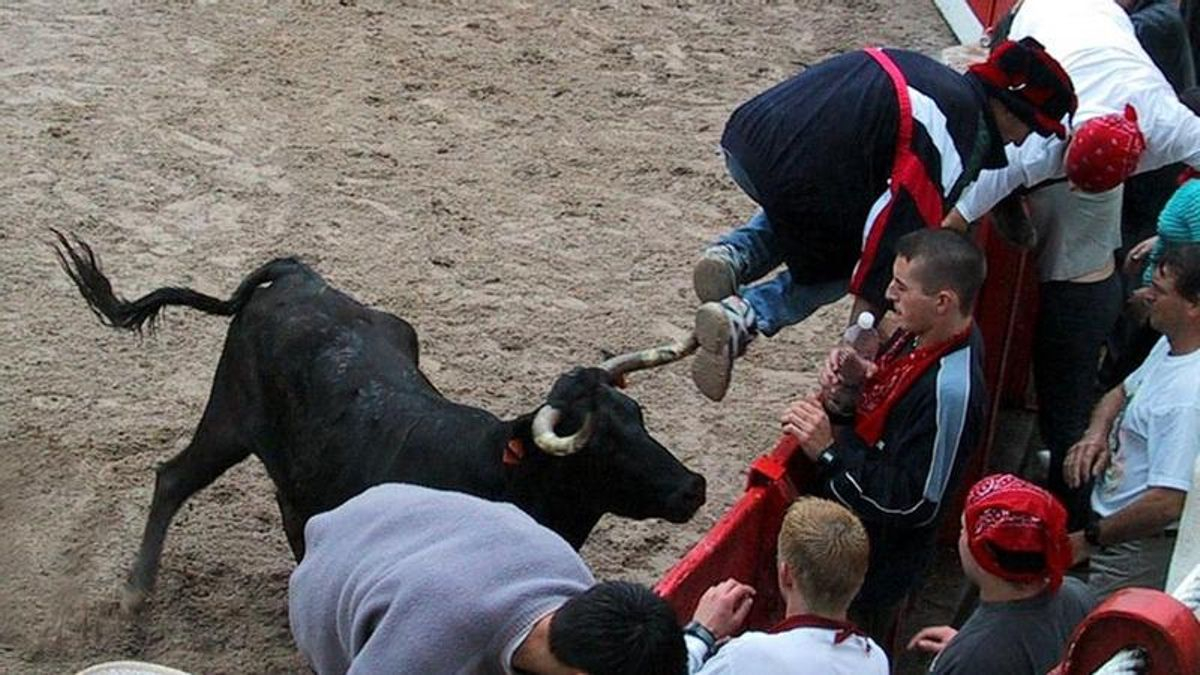Suelta de vaquillas en la plaza de toros de Ampuero.