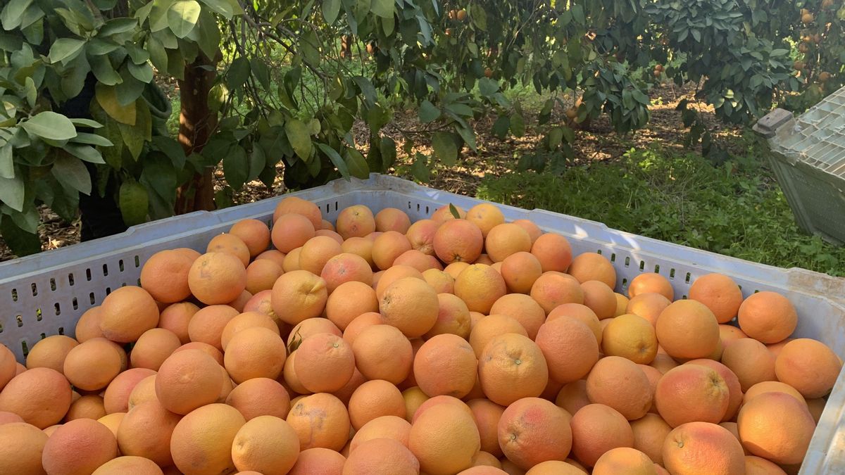 Naranjas procedentes de un asentamiento israelí