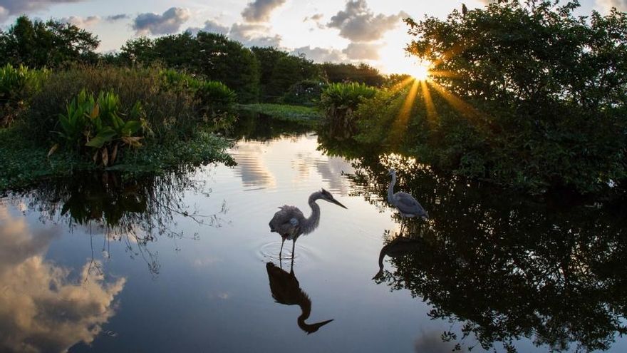 “La salud de los humedales es una condición fundamental para que el resto de la vida se desarrolle”