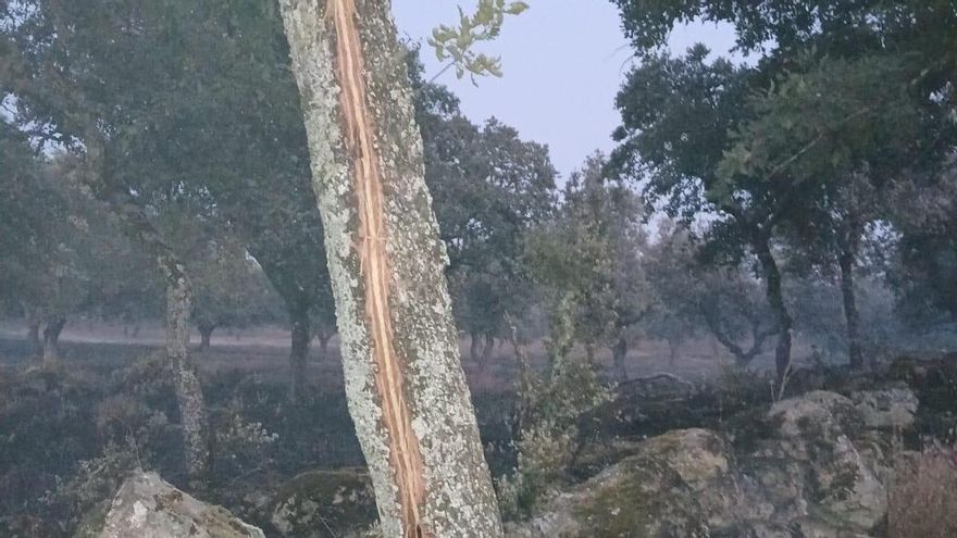 Un rayo en un árbol causó el incendio forestal en Cardeña, ya extinguido