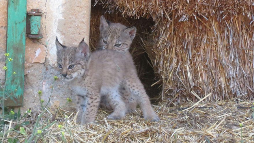 Cachorros de lince en Ciudad Real