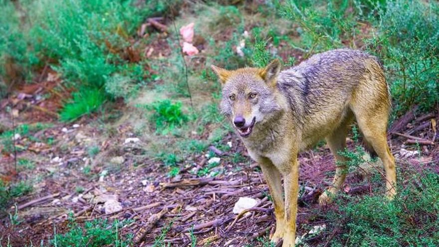 Un lobo en el Centro del Lobo Ibérico en la localidad de Robledo-Puebla de Sanabria (Zamora). / J.L. Leal / ICAL