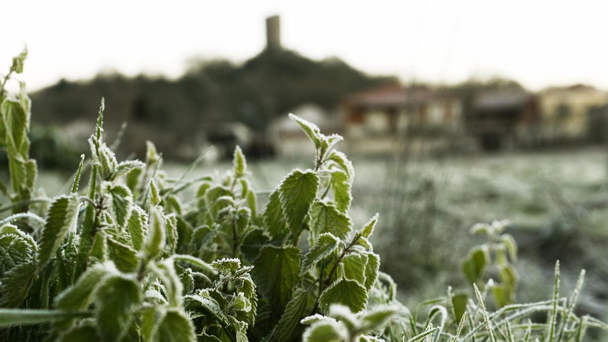 Archivo - Vegetación afectada por las heladas