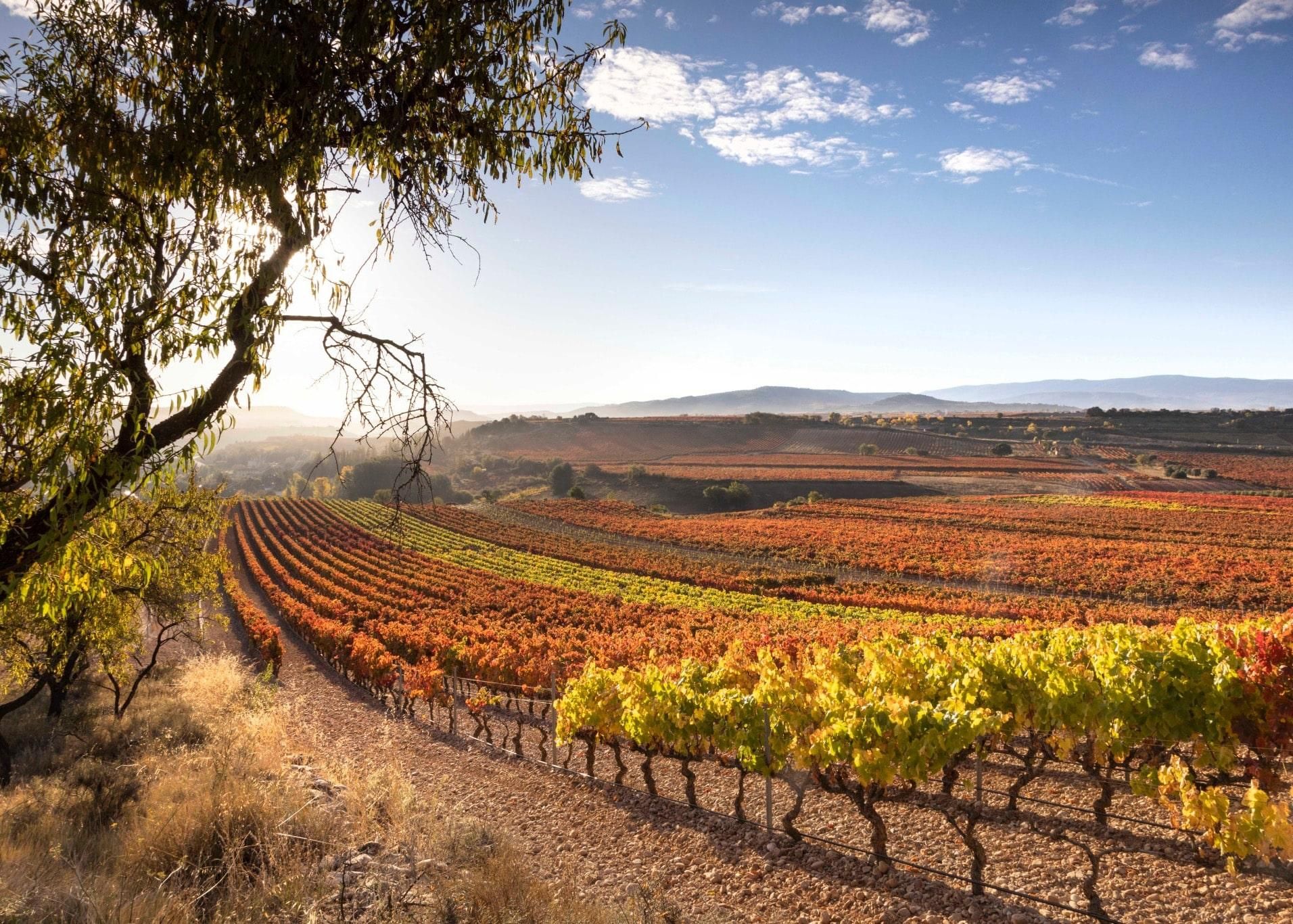 Panorámica de viñedos de la Rioja Alta en otoño.