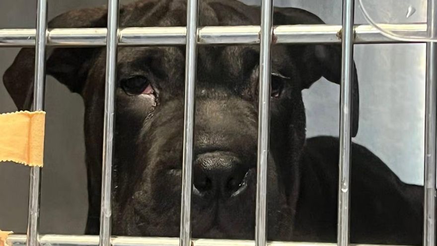 Pacma pide salvar a Ikram, la cachorra que llegó en patera a Ibiza