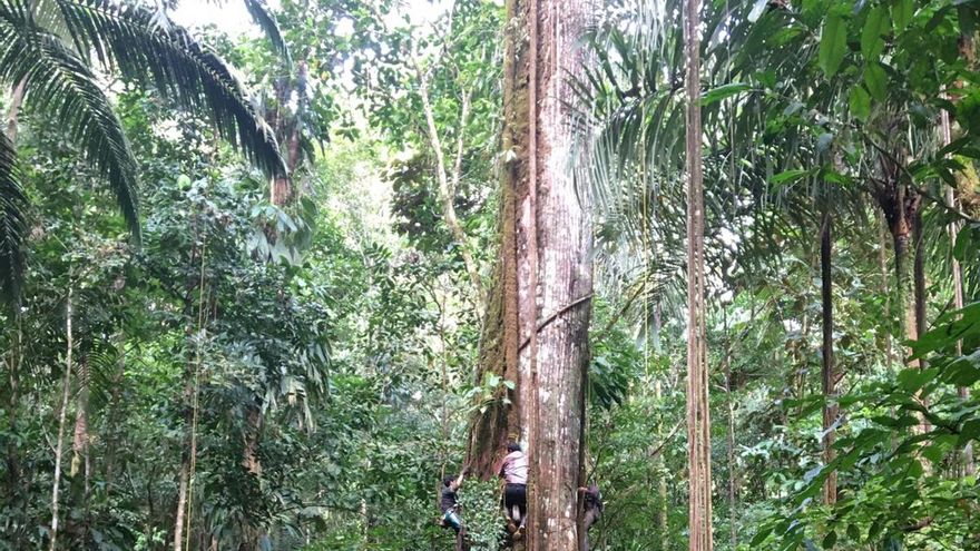 Los árboles del Amazonas crecen impulsados por el dióxido de carbono de la atmósfera