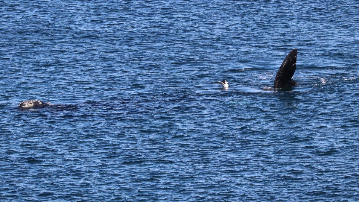 Juegos frente a El Doradillo. Durante las mareas altas las ballenas se acercan a la costa y pueden verse a simple vista.