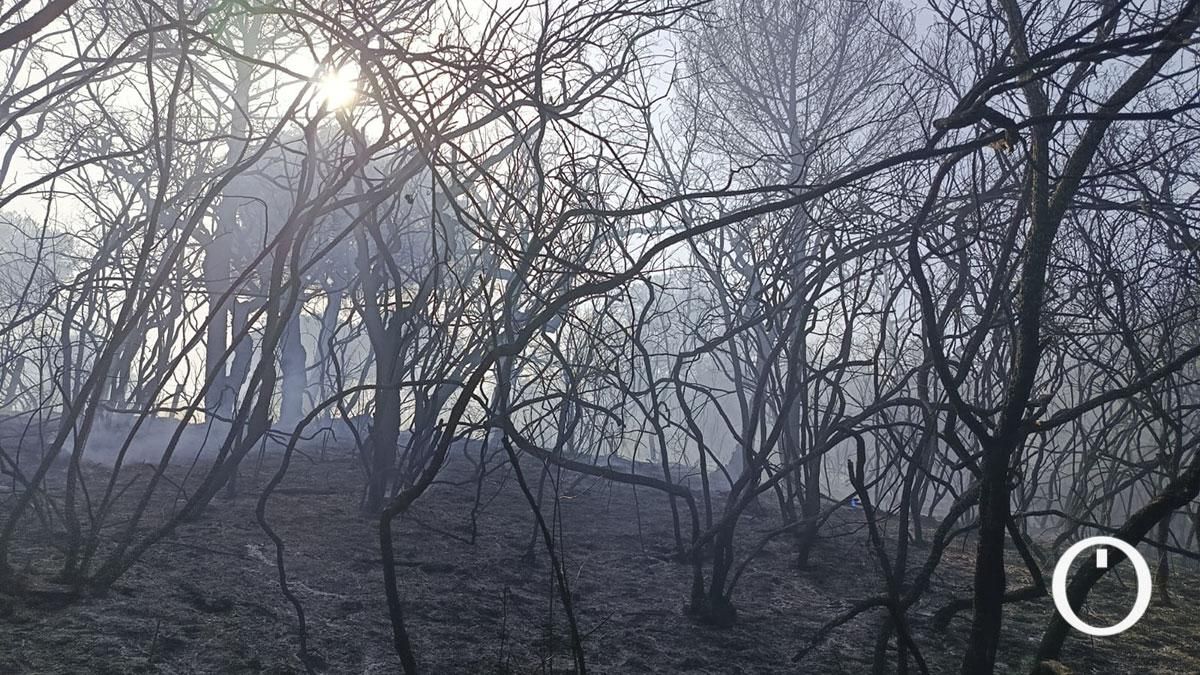 Árboles calcinados tras el incendio forestal en la sierra de Córdoba
