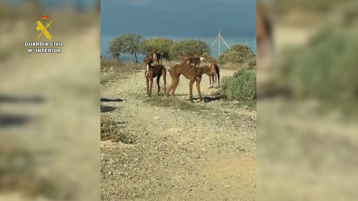 Detenido un vecino de Granadilla tras hallarse en su finca 49 perros en graves condiciones de abandono