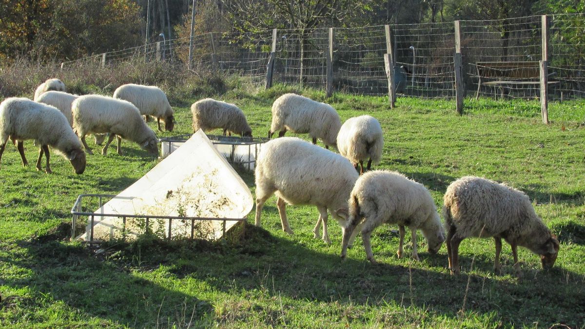 ¿Sabías que en Islandia hay más ovejas que personas?
