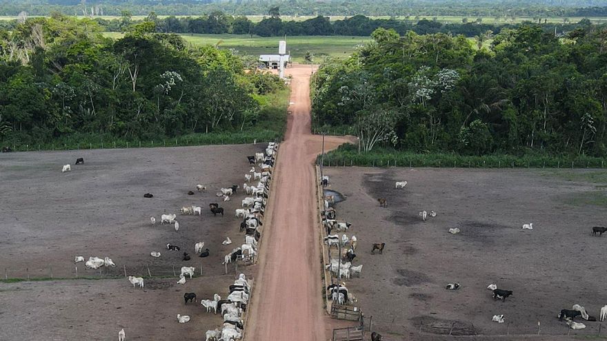 La ganadería sostenible podría frenar las emisiones de metano en Brasil, según ecologistas