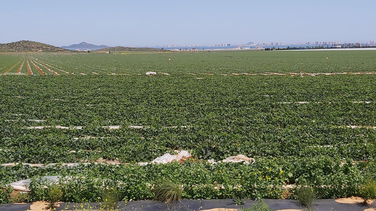 La Tutoría del Mar Menor advierte al PP de un posible recurso si se modifica la ley