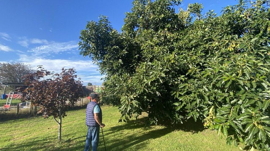 El 'crimen' del aguacatero o cómo un macroparque industrial amenaza casas y cultivos en Laredo: "Es pura especulación"
