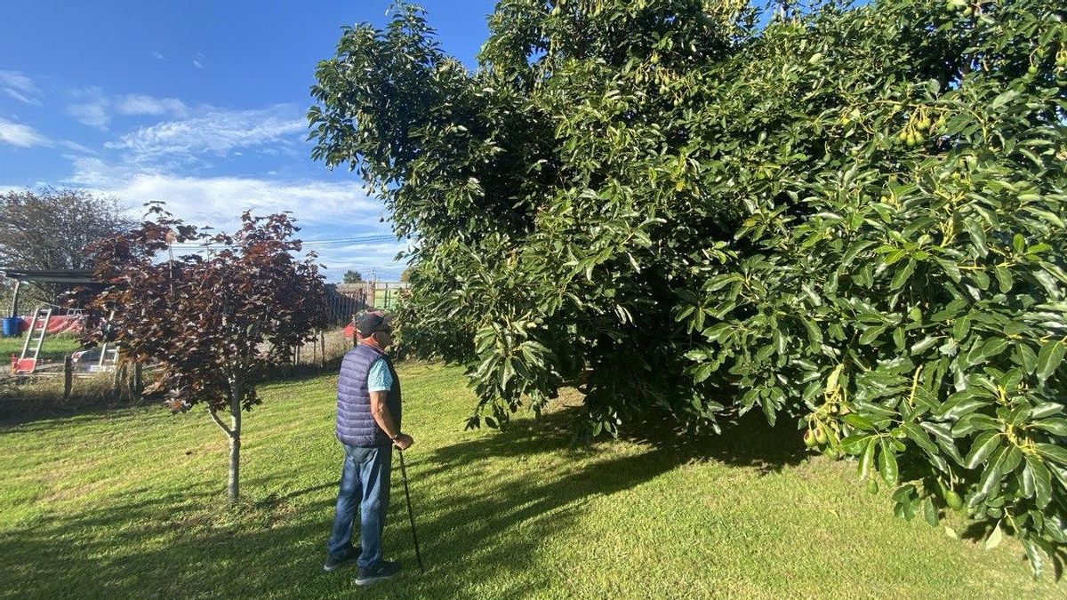 El 'crimen' del aguacatero o cómo un macroparque industrial amenaza casas y cultivos en Laredo: "Es pura especulación"