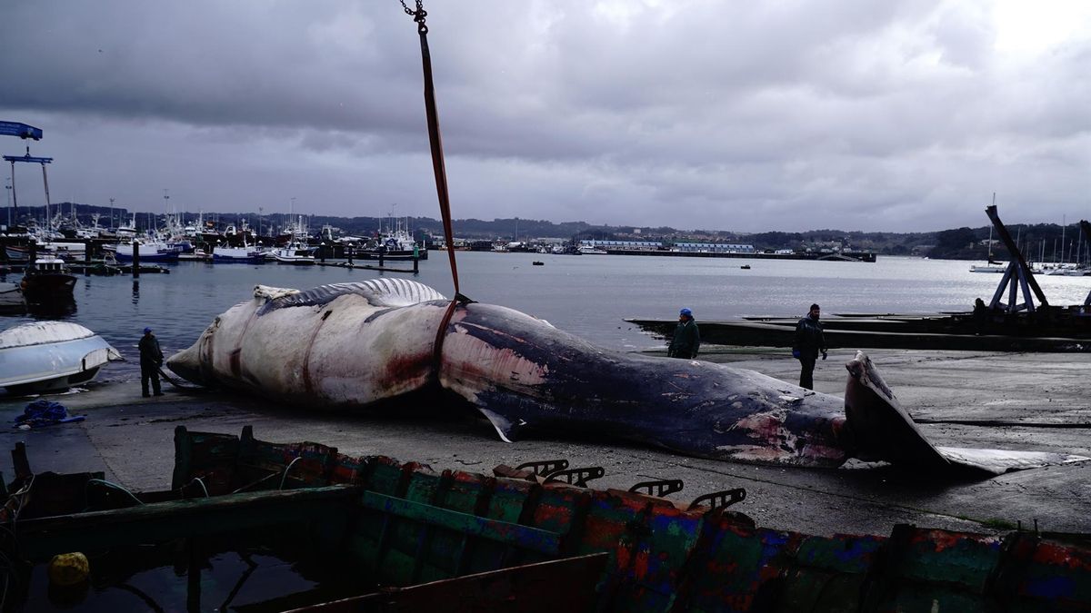 Retiran del mar una ballena de 30 toneladas que apareció muerta en la costa de A Coruña