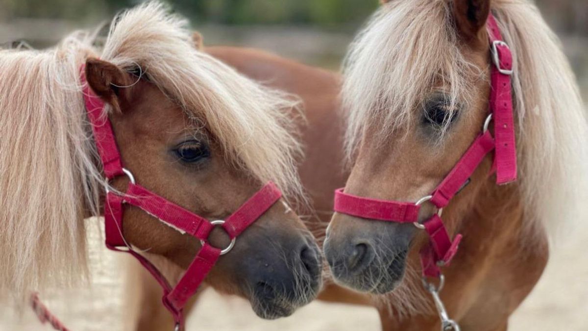Por su reducida alzada, los ponis como Peter y Campanilla son ideales para que los niños se inicien en el mundo de la hípica.