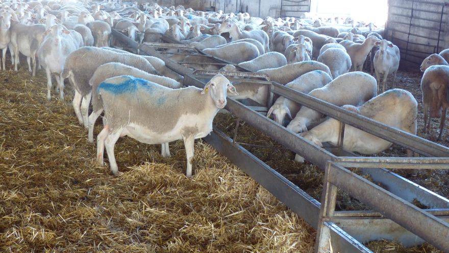 Castilla-La Mancha declarará la emergencia por la lengua azul tras superar cien focos en explotaciones