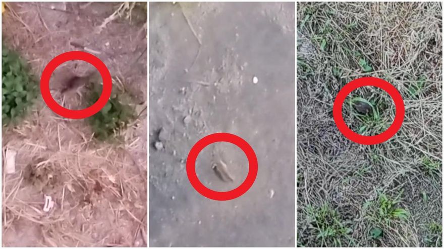 Las ratas proliferan en Madrid Río después de que el Ayuntamiento haya descuidado su limpieza en agosto