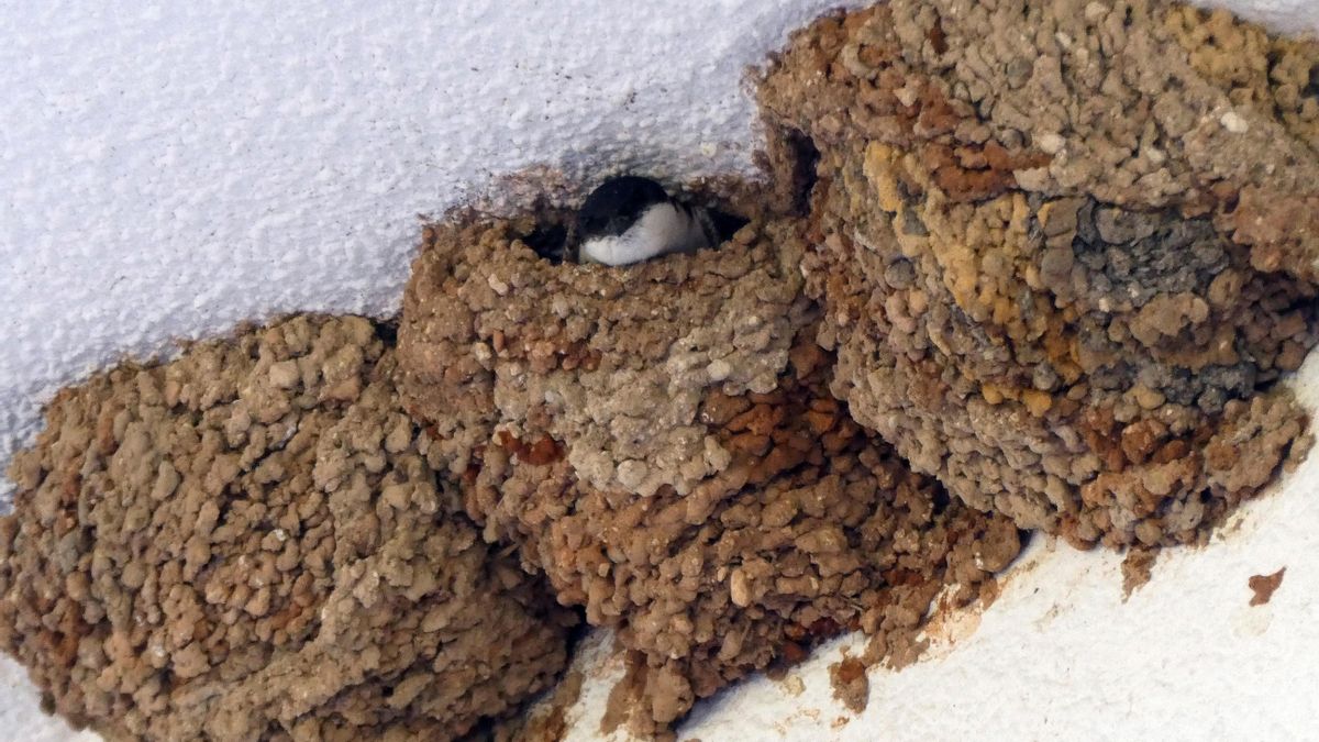 Aviones, golondrinas y vencejos, "las tres mosquiteras", vuelven en abril a Extremadura