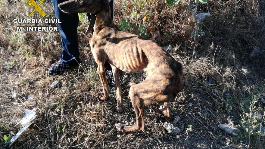 Dos investigados por un presunto delito de maltrato a cuatro galgos, dos de ellos muertos