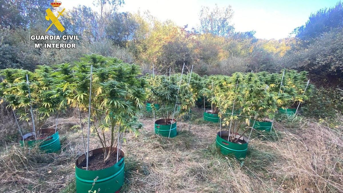 Localizan tres plantaciones de marihuana disimuladas en la maleza en Puebla de Lillo y detienen a dos personas