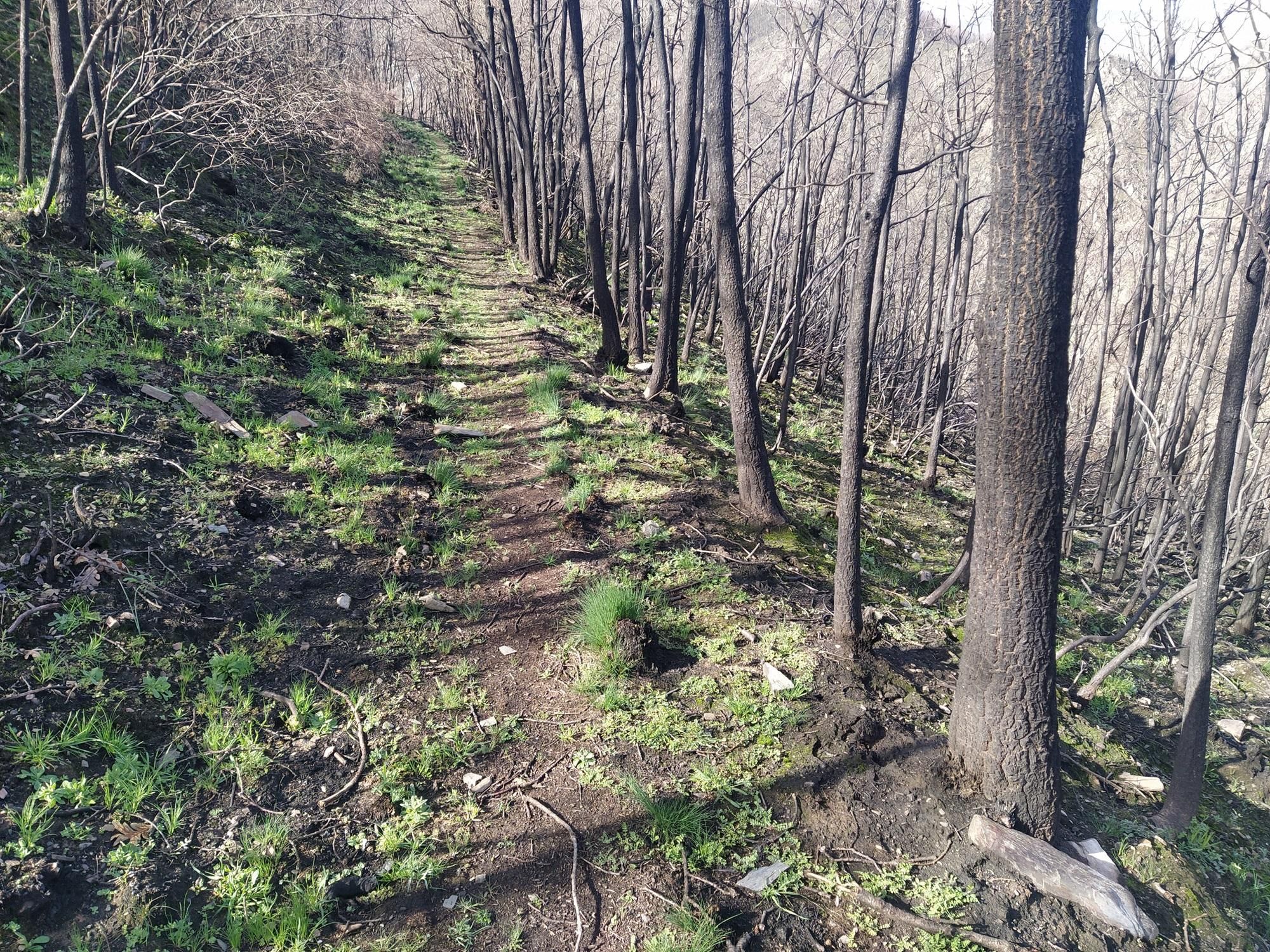 Restos del incendio de Palacios.