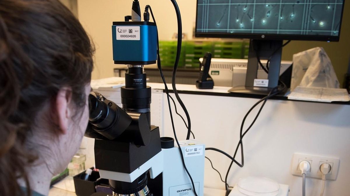 Con T'easy se puede detectar espermatozoides de manera más rápida y precisa, lo que brinda a los futuros padres una claridad más rápida sobre las posibilidades de éxito de su tratamiento de fertilidad.