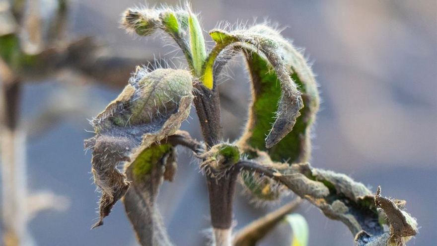 En la imagen afección de cenizas en la planta de Amagante.