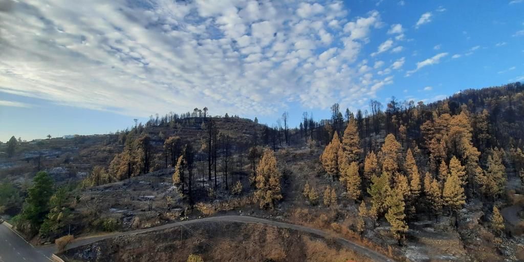 En la imagen, zona quemada por el incendio de Puntagorda. DAISY GARCÍA