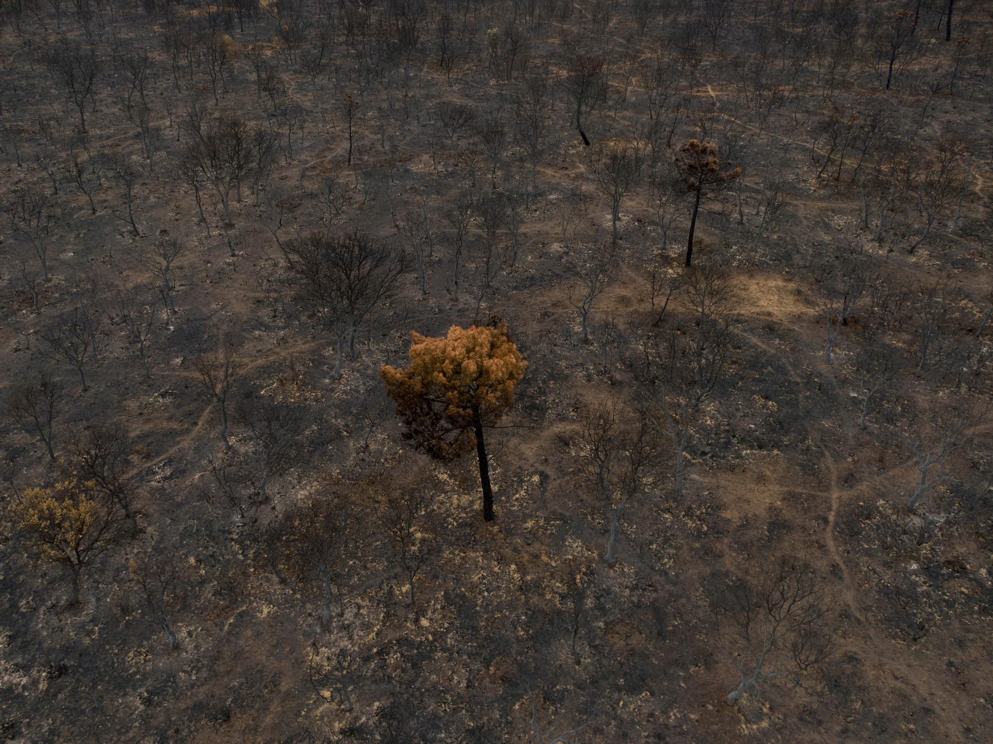 La devastación de los incendios del sur de León que impulsa la campaña internacional de Greenpeace