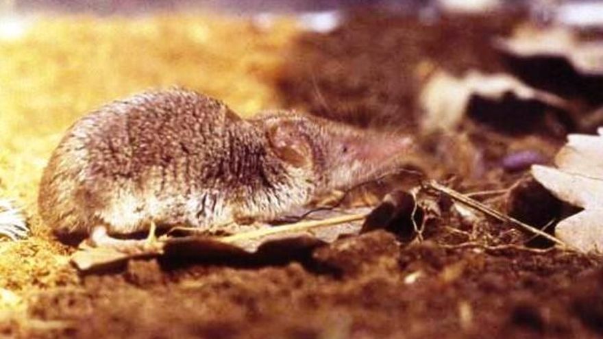 Musaraña de Sicilia (Crocidura sicula).